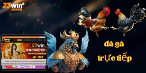 dd đá gà trực tiếp 23Win