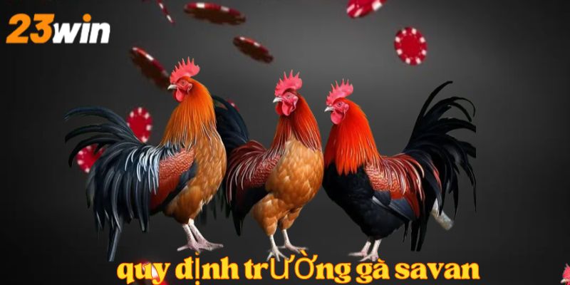 Quy định thi đấu trường gà savan được 23Win cập nhật