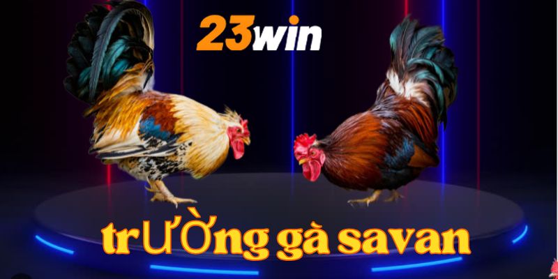 Đôi nét về trường gà savan 23Win